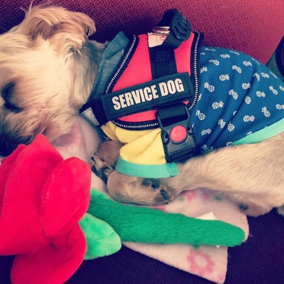 Dog Clothes- Small - Picture 5 of 5